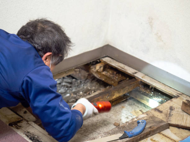 Best DIY Mold Remediation Support Services in Broomall, PA