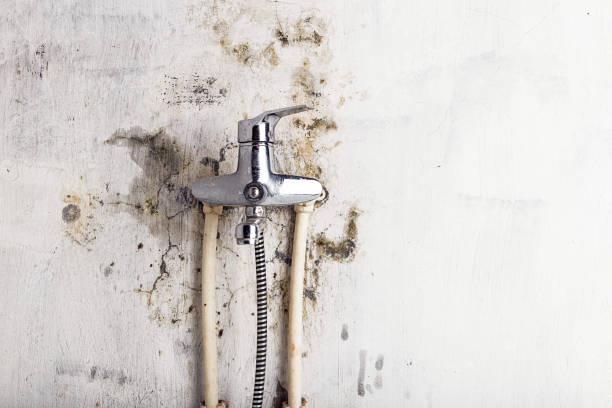 Best Industrial Mold Remediation in Broomall, PA