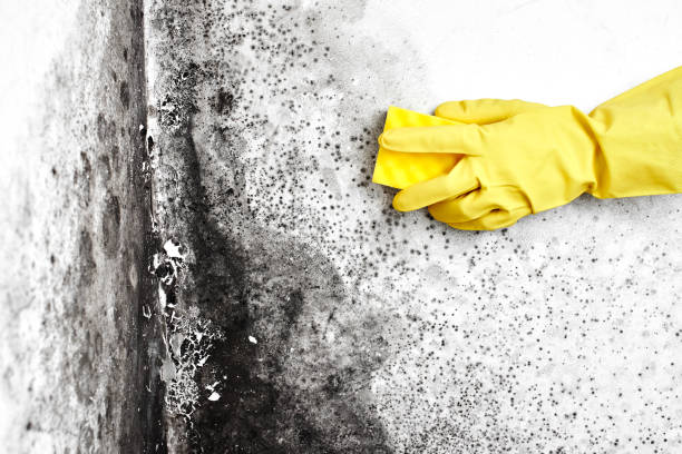 Professional Mold Remediation in Broomall, PA