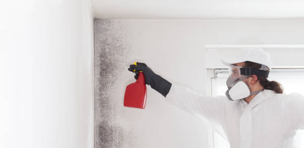 Best Commercial Mold Remediation in Broomall, PA
